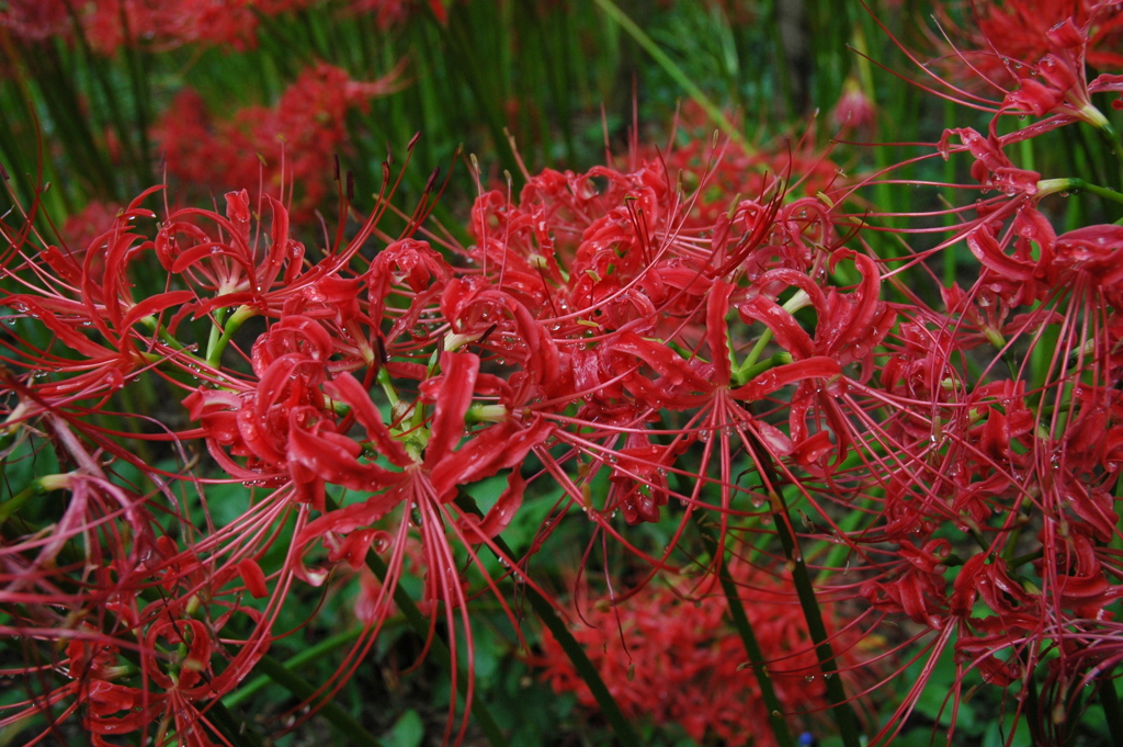 cluster amaryllis_4