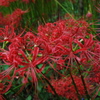 cluster amaryllis_4