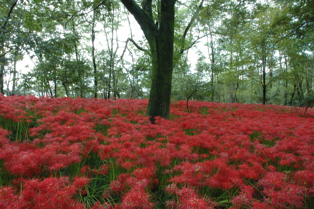 cluster amaryllis_5