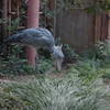 shoebill 