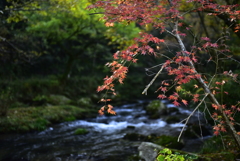 紅葉
