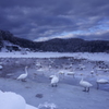 白鳥の大池