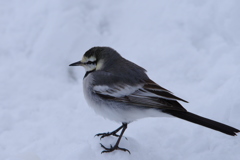 雪のハクセキレイ