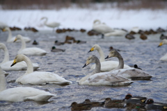 鴨も白鳥もみんな同じ向き