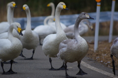 白鳥アフラック