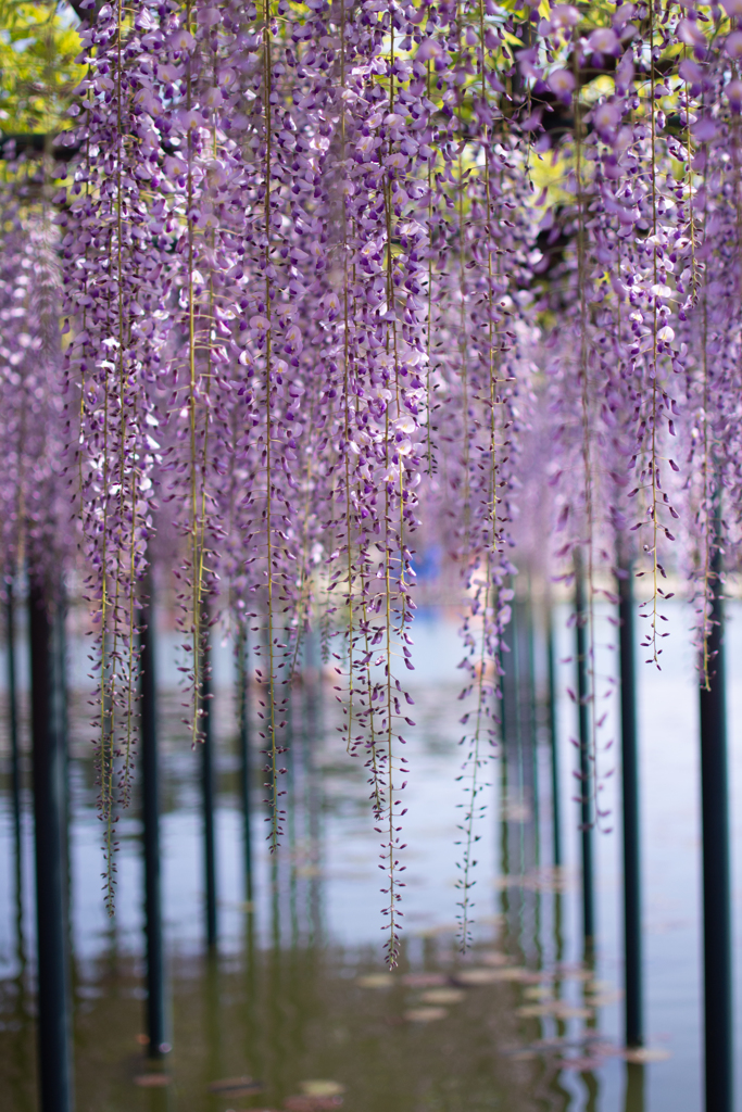 湖上の藤