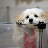 うちの犬