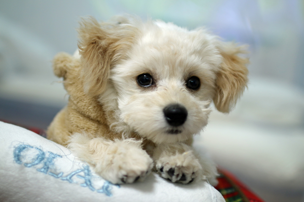 うちの犬