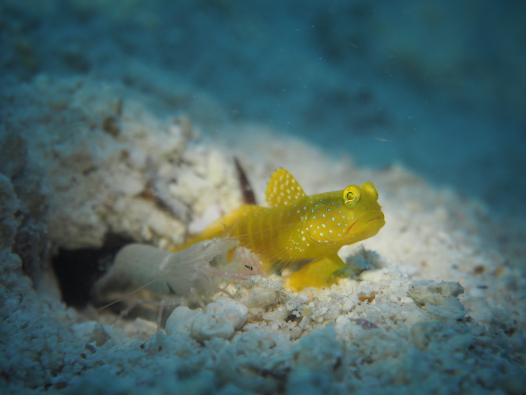 パラオ - ギンガハゼ