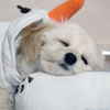 うちの犬