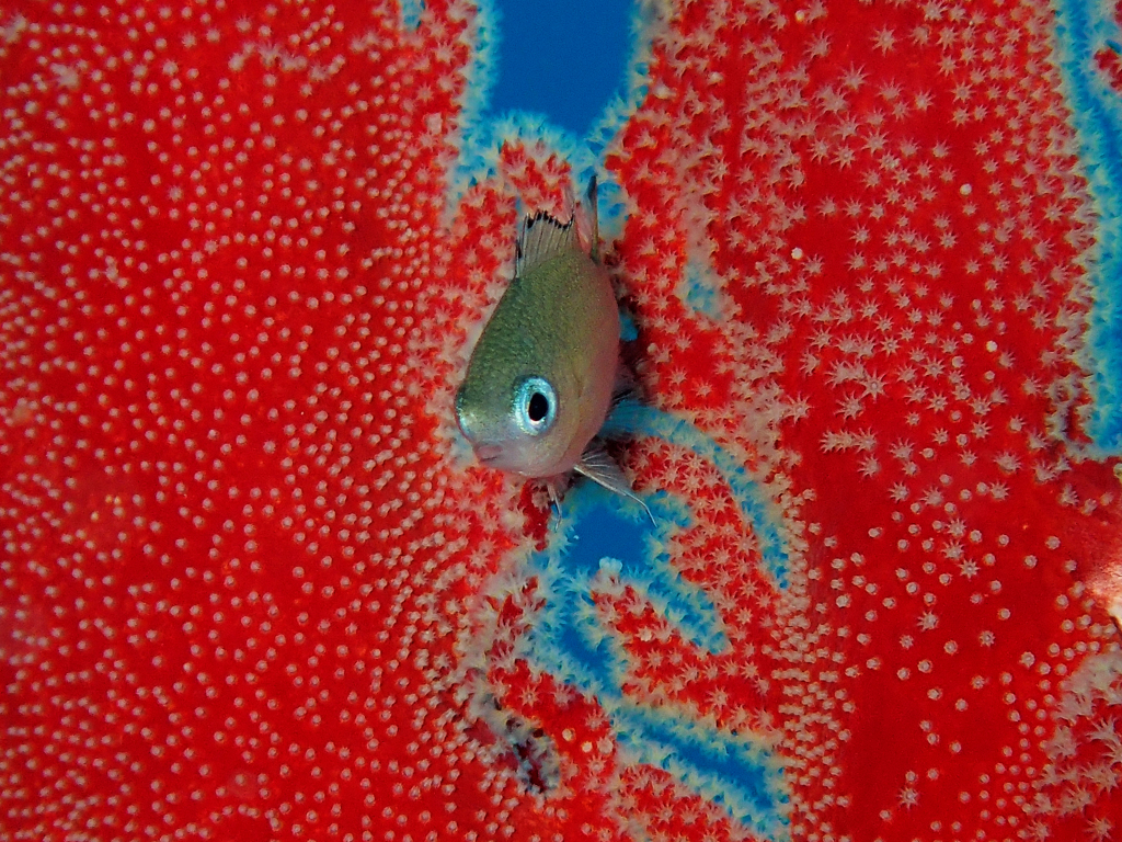 スズメダイ