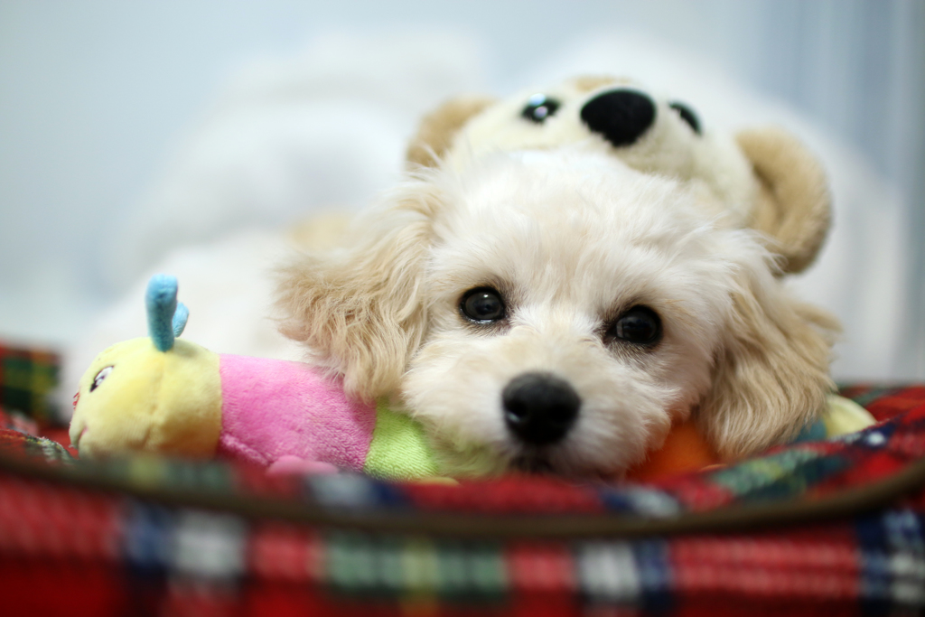 うちの犬