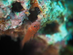 オキナワベニハゼ