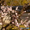 梅の花のみ