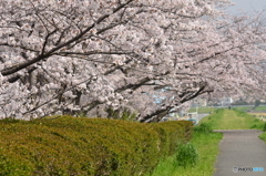 川沿い、堤