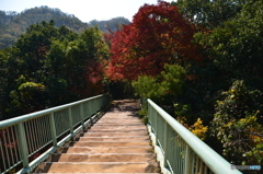 遊歩道から！