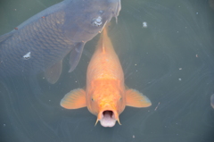 お～い！餌をくれよ