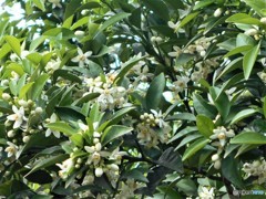 白いミカンの花