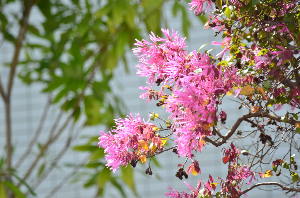 ベニバナ、トキハマンサク２