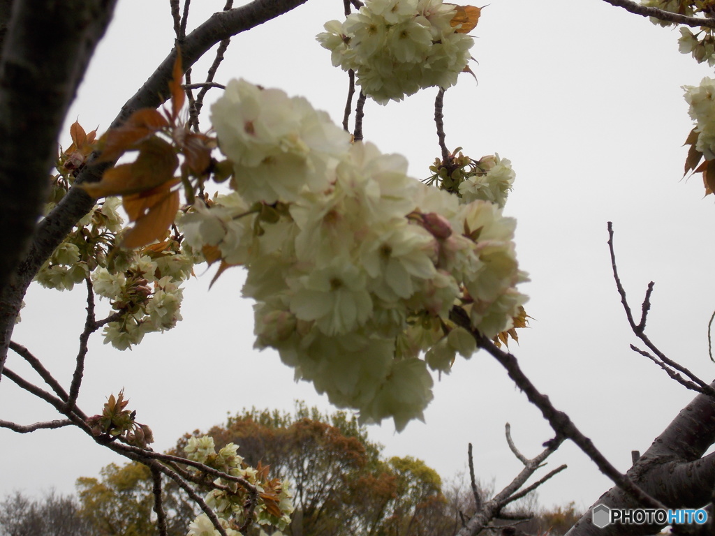 白い八重桜