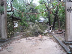 ２１号台風跡