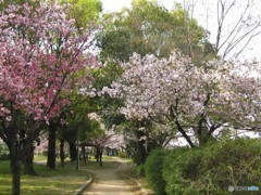 八重の桜