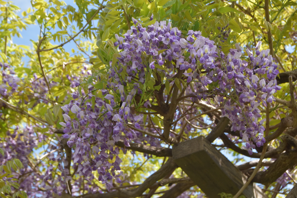 藤の花