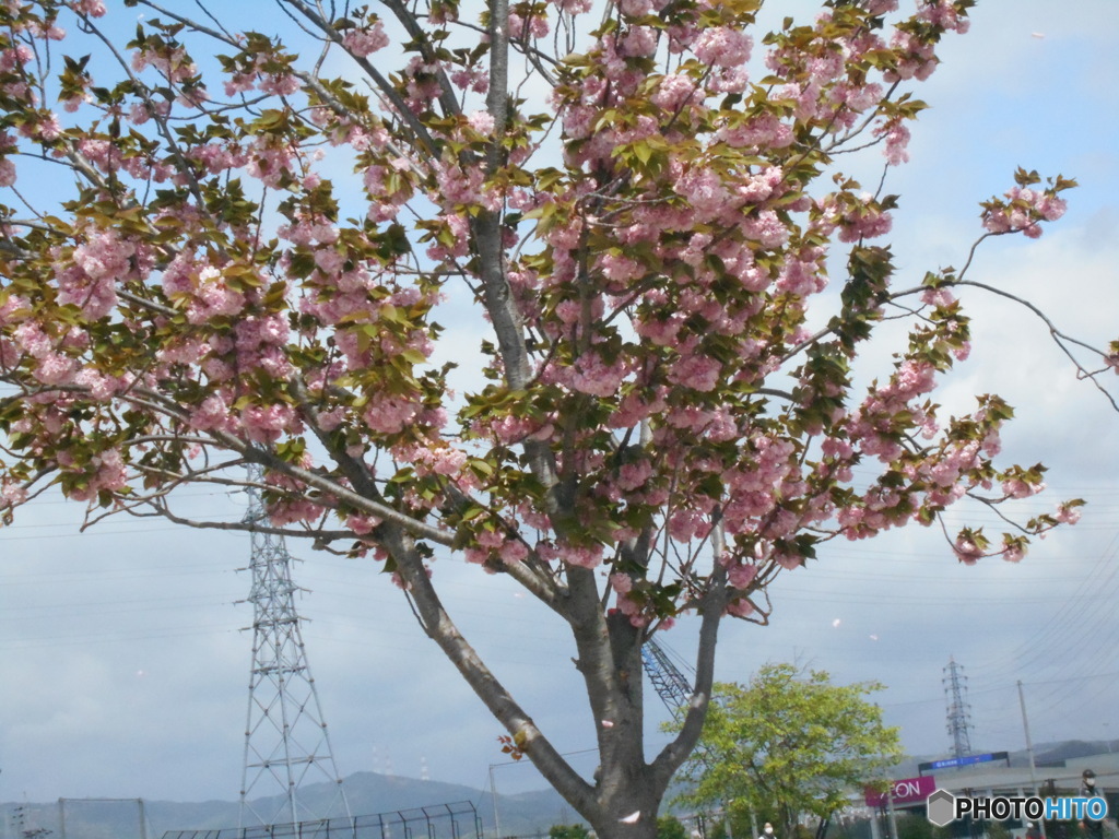 八重の桜