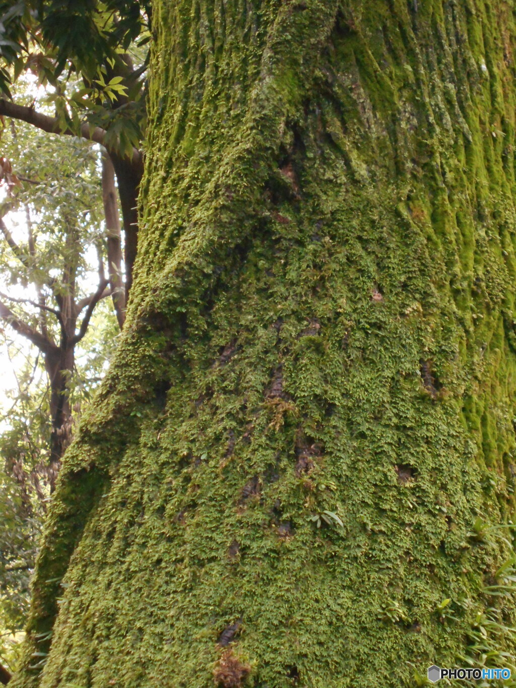 苔むした大木