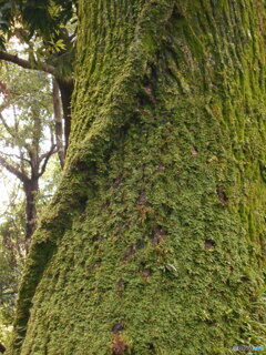 苔むした大木