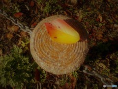 ひとひらの枯葉