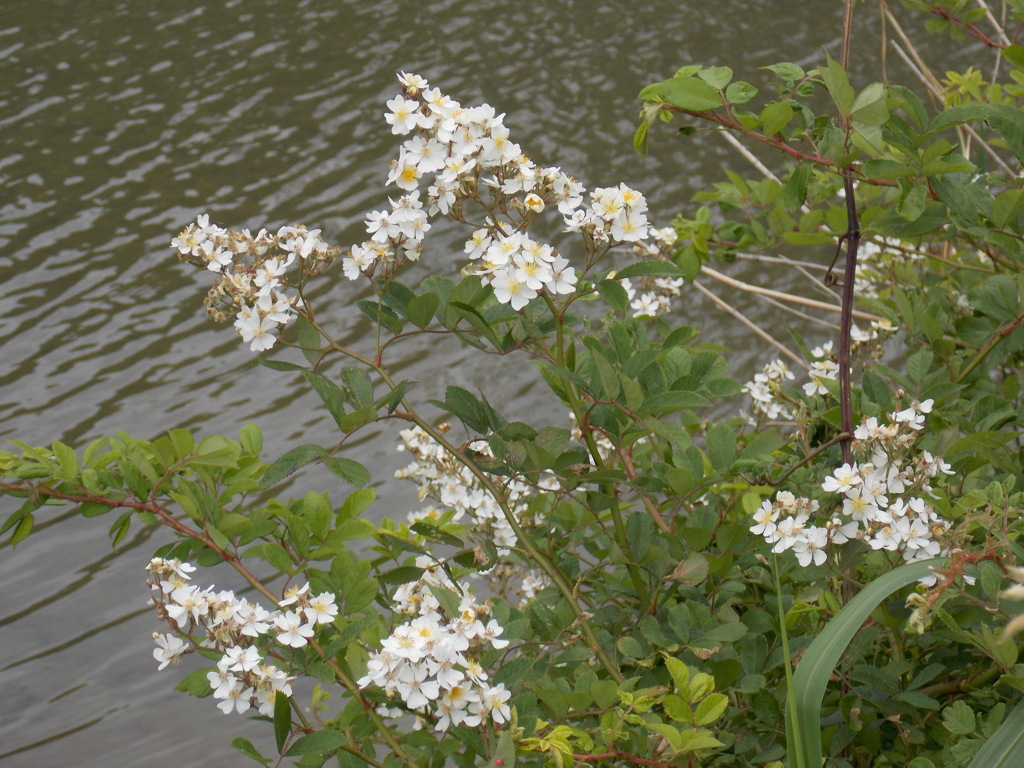 河端の花