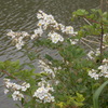 河端の花