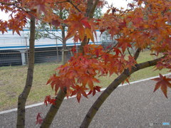 以呂波紅葉（いろはもみじ）