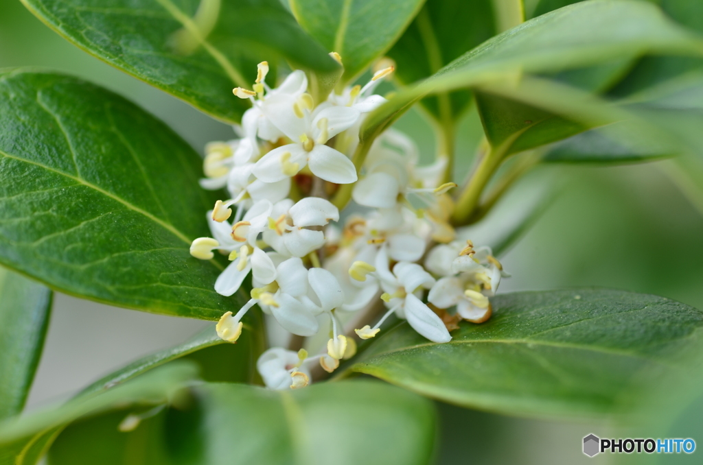 節分には欠かせない！