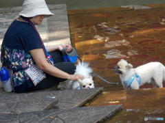 ワンちゃんも楽しんでる