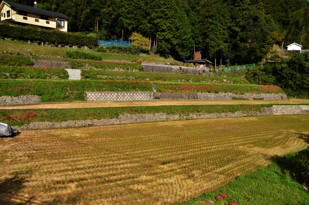 稲刈り跡に彼岸花
