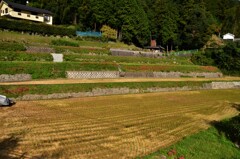 稲刈り跡に彼岸花