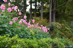 山林に咲く