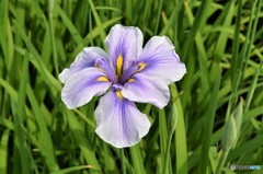 カキツバタ？