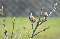 スズメ君食事は済んだのかな?