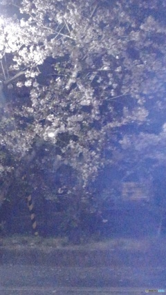 街灯りの桜