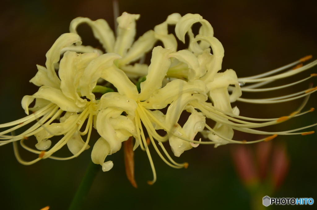 白い曼珠沙華、