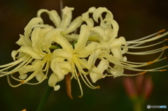 白い曼珠沙華、