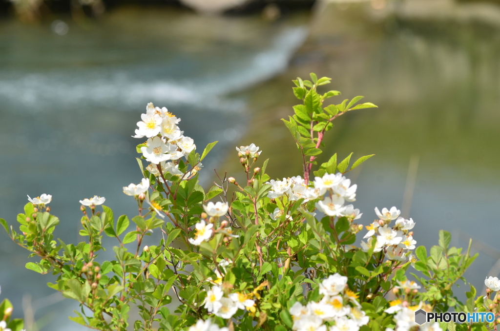 河原に咲く花