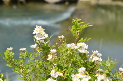 河原に咲く花