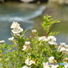 河原に咲く花