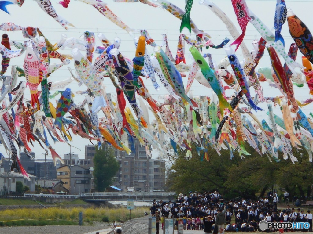 団体学生、鯉幟