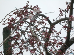 早咲き枝垂れ