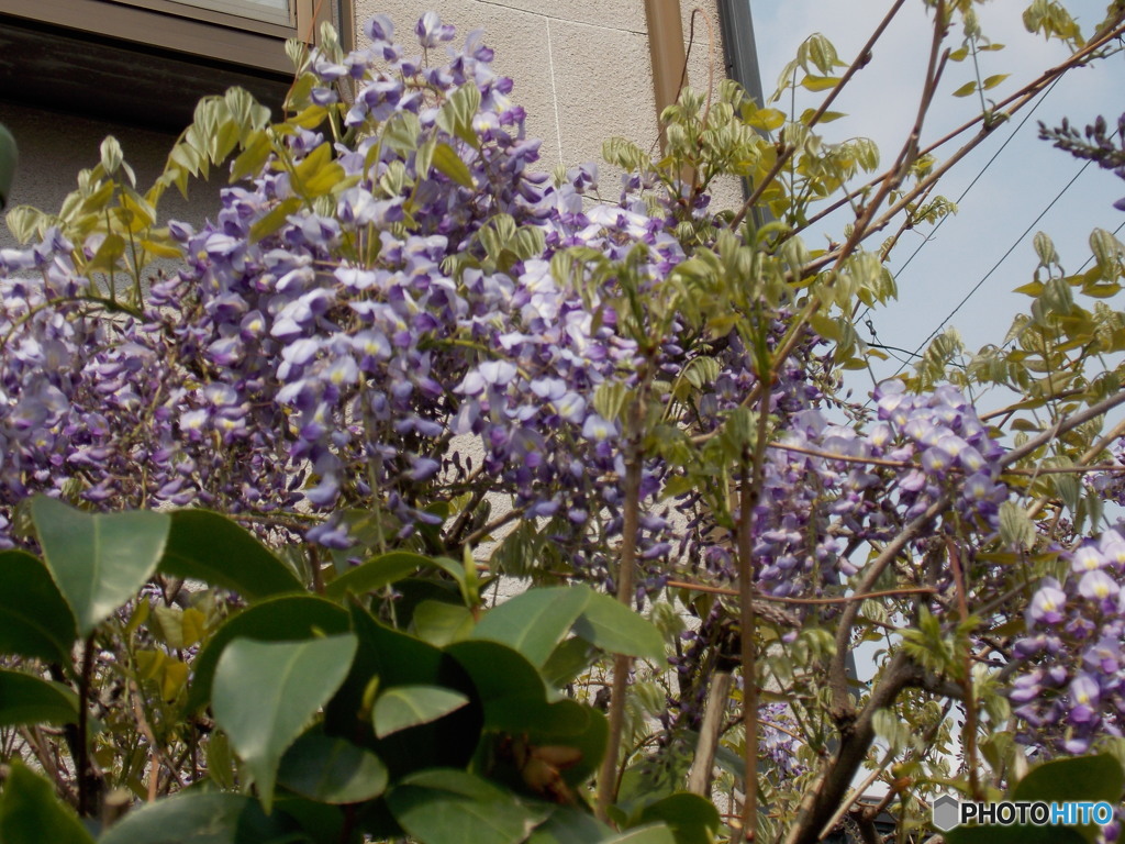 見ごろの藤の花